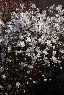 Magnolia stellata - šácholan hvězdovitý - trs